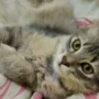 kucing yang birahi
