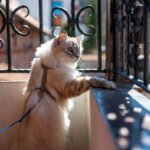 melatih kucing