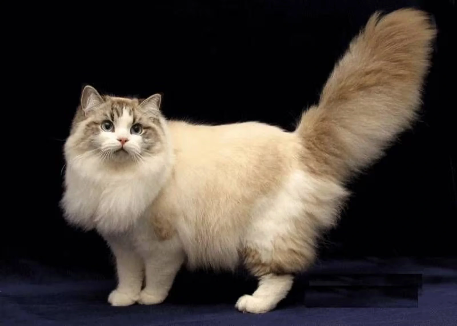 warna kucing
