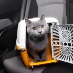 membawa kucing