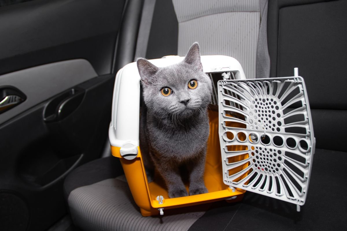 membawa kucing