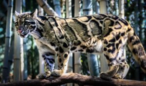 memelihara kucing hutan