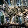 memelihara kucing hutan