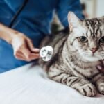kucing ke dokter