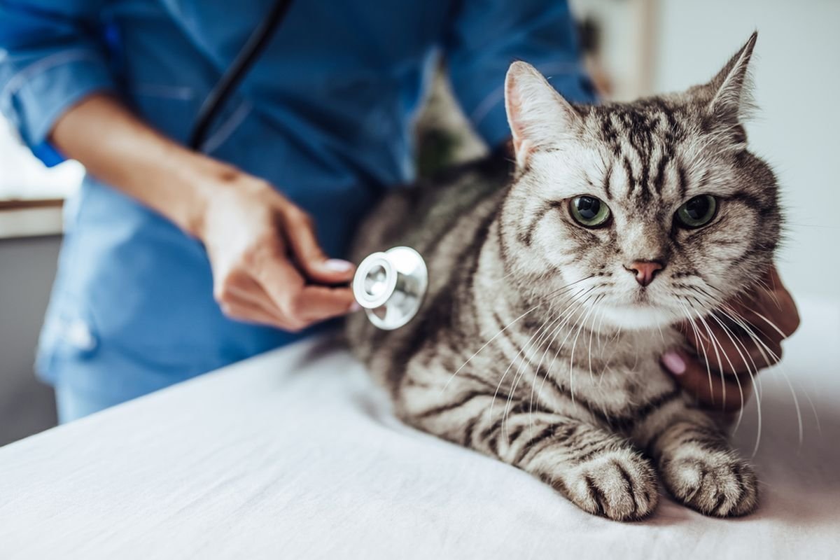 kucing ke dokter