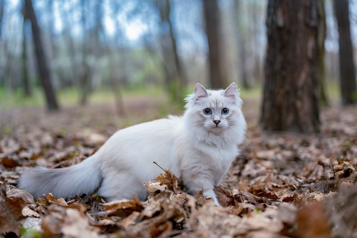 kucing yang hilang