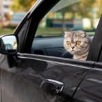 kucing bepergian