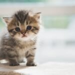 Anak Kucing Mengeong