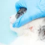 Penyakit Kulit pada Kucing