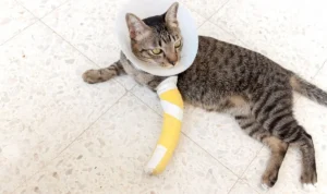 patah tulang pada kucing
