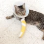 patah tulang pada kucing