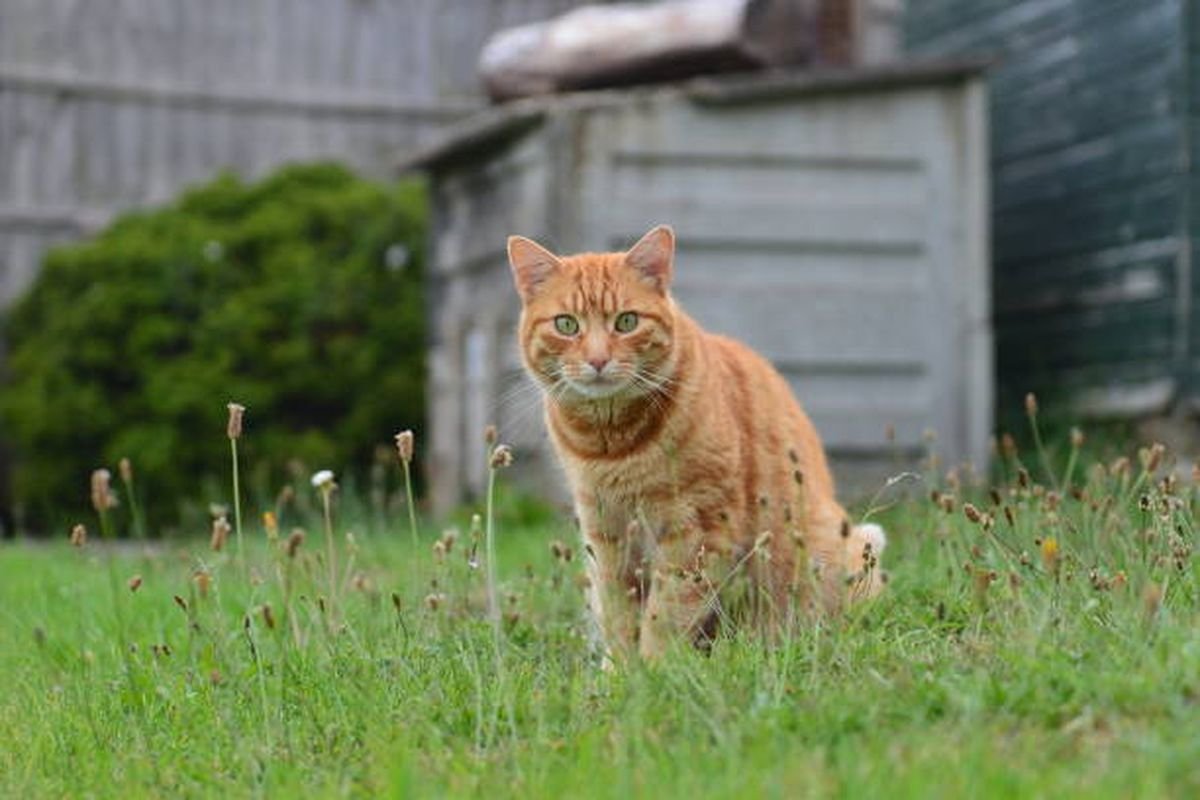 Kucing Pincang