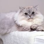 Mengawinkan kucing Persia