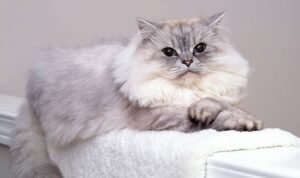 Mengawinkan kucing Persia
