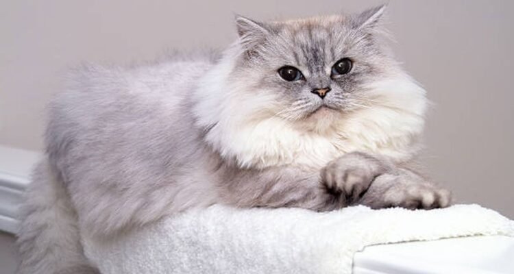 Mengawinkan kucing Persia