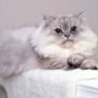 Mengawinkan kucing Persia