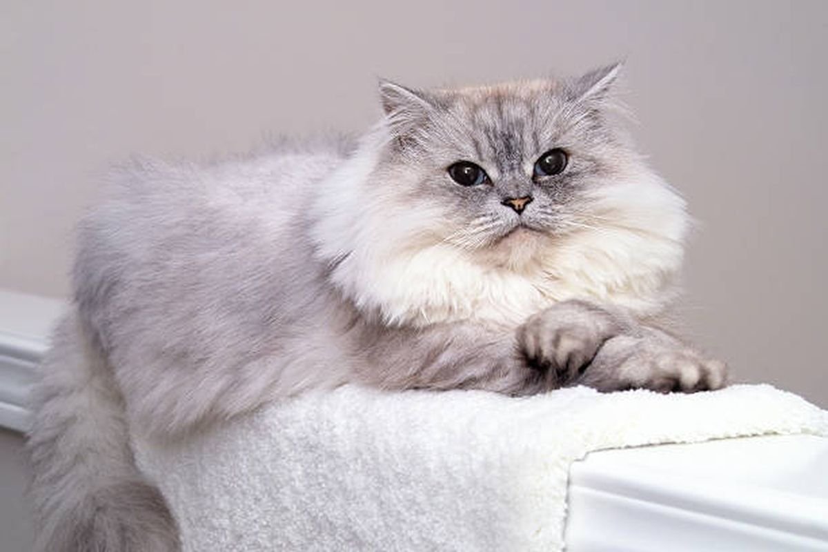 Mengawinkan kucing Persia