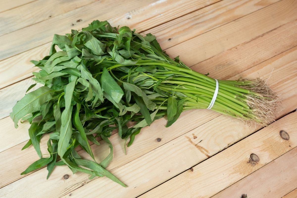 bibit kangkung