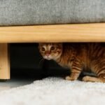 kucing trauma