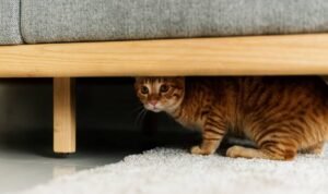 kucing trauma