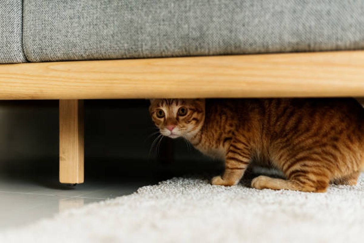 kucing trauma