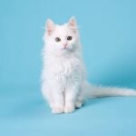 bulu kucing