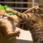 kucing berkelahi