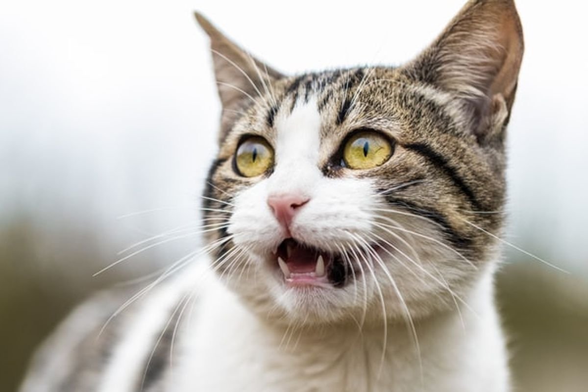 Kucing Belekan