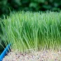 Menanam Wheatgrass