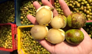 budidaya matoa