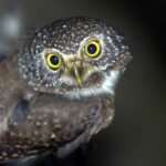 burung hantu celepuk