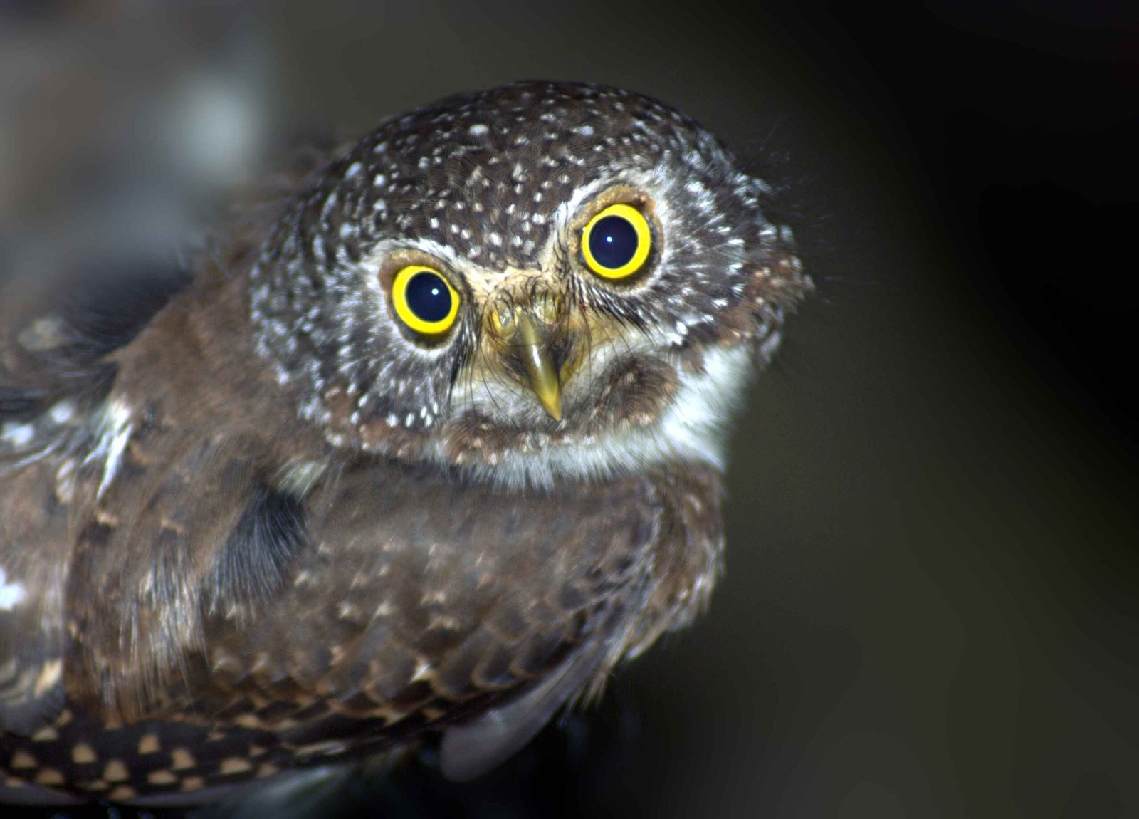 burung hantu celepuk