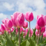 bunga tulip
