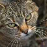 kucing jantan