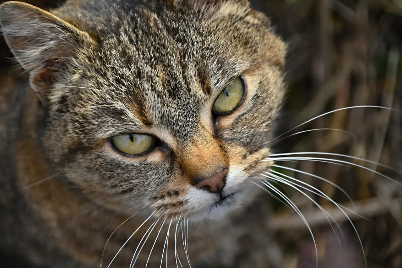 kucing jantan
