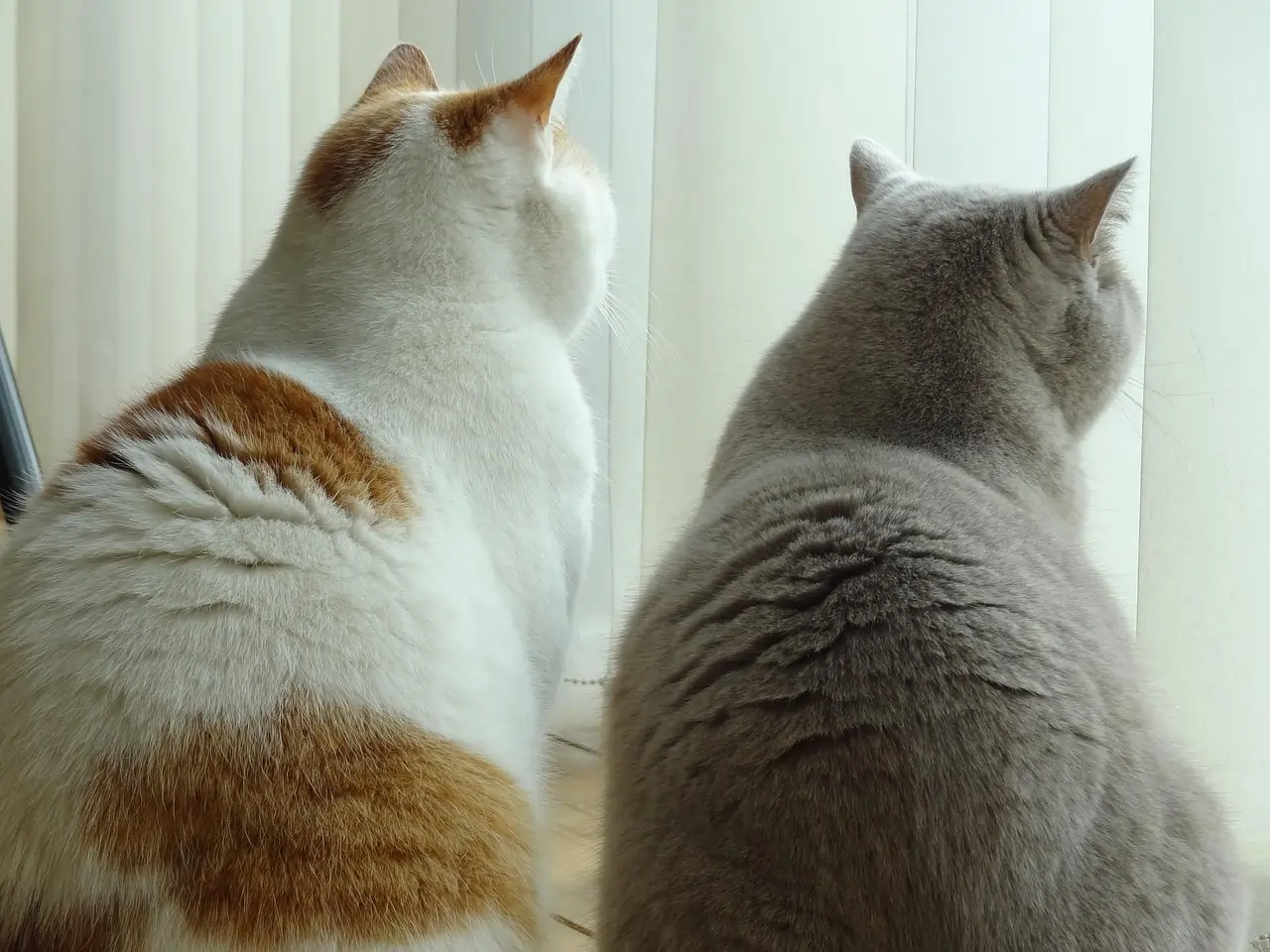 Membuat Kucing Akrab dengan Kucing Lain