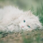Belatung pada kucing