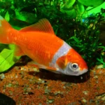 Ikan komet