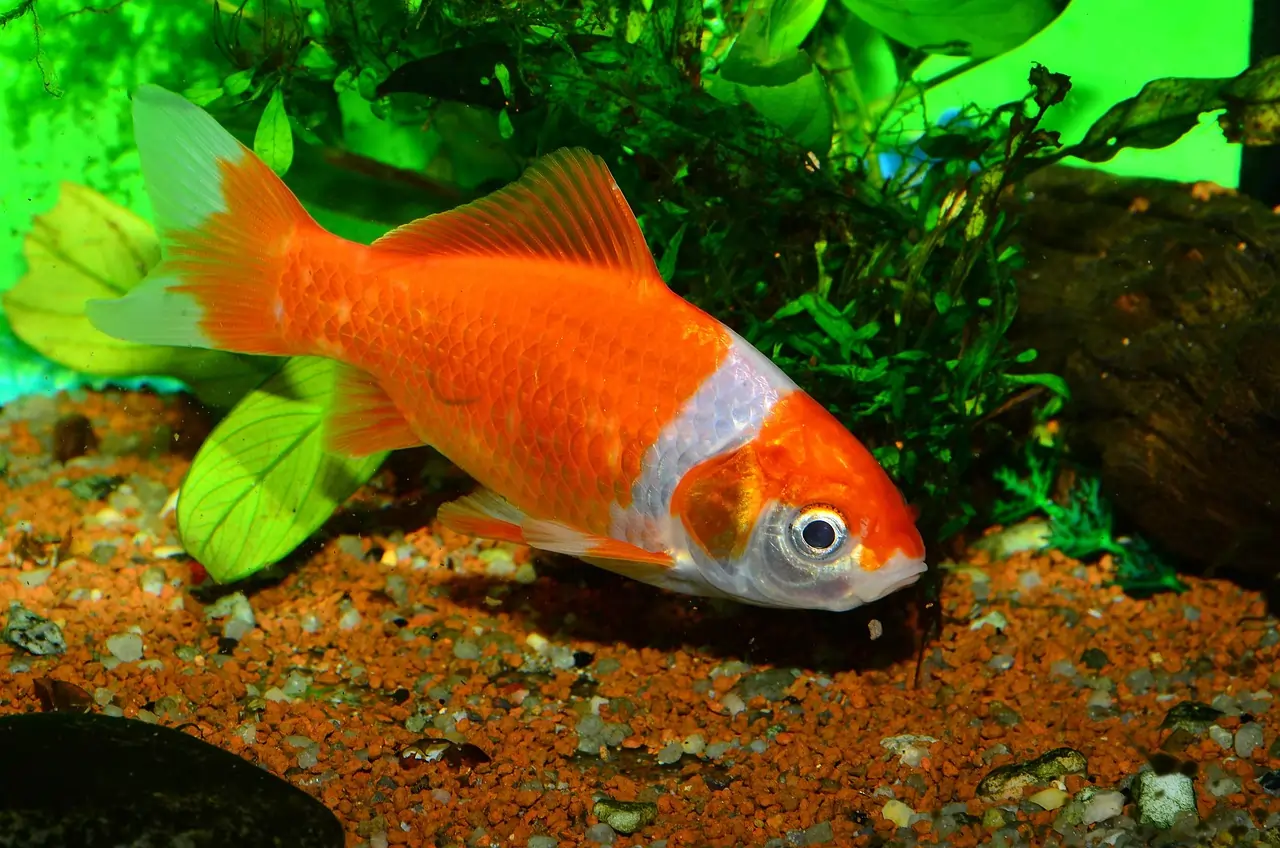 Ikan komet