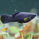 ikan black molly
