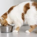 kucing makan nasi