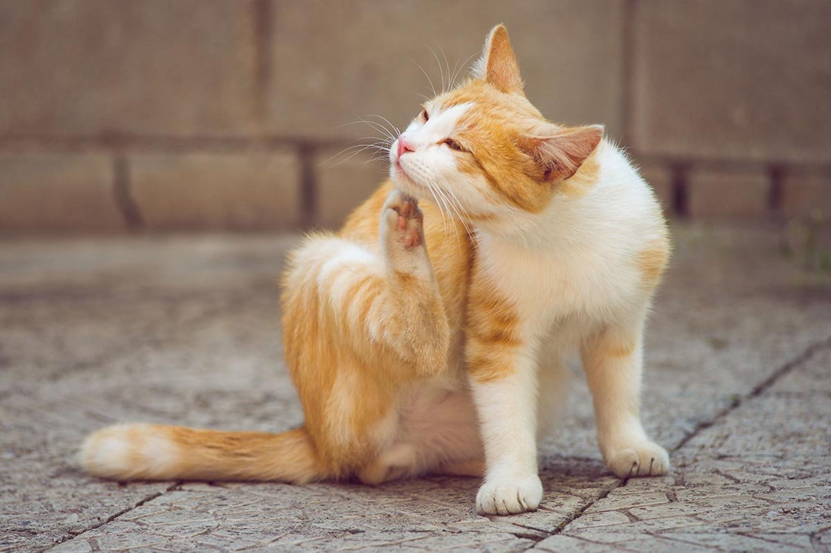 Gatal pada Kucing