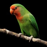 bulu lovebird yang rusak