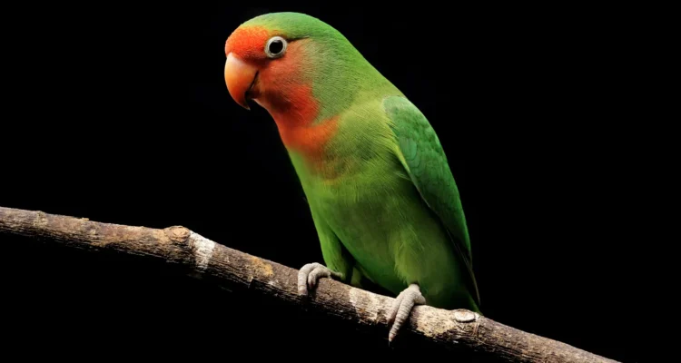 bulu lovebird yang rusak