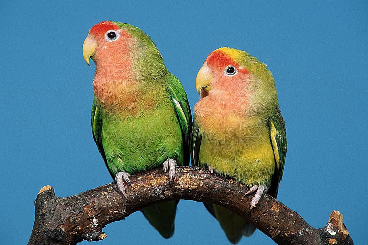 bulu lovebird