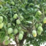 Mencangkok tanaman buah
