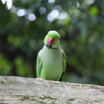 burung
