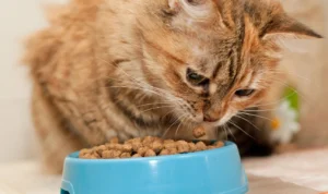 Nafsu Makan Kucing