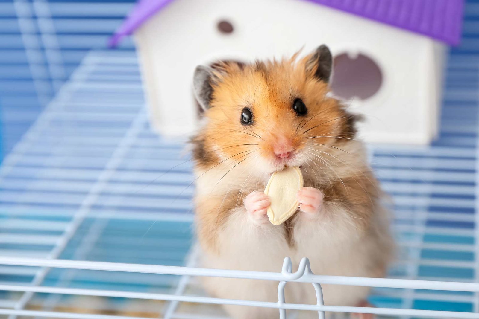 merawat hamster