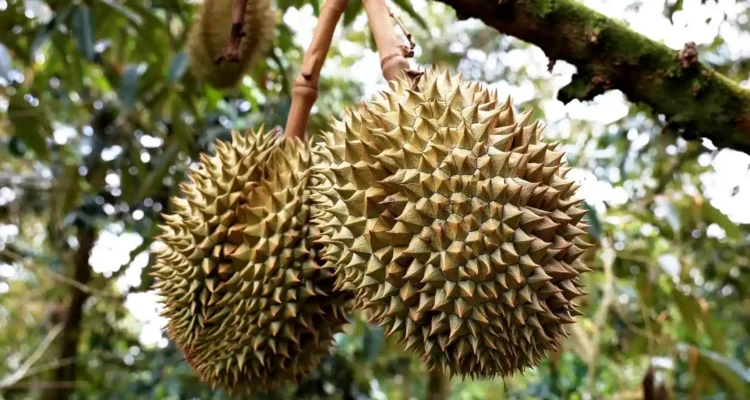 bibit durian